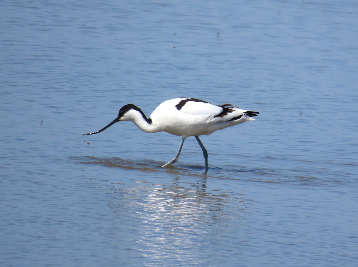 Pied Avocet - Michael Bowen