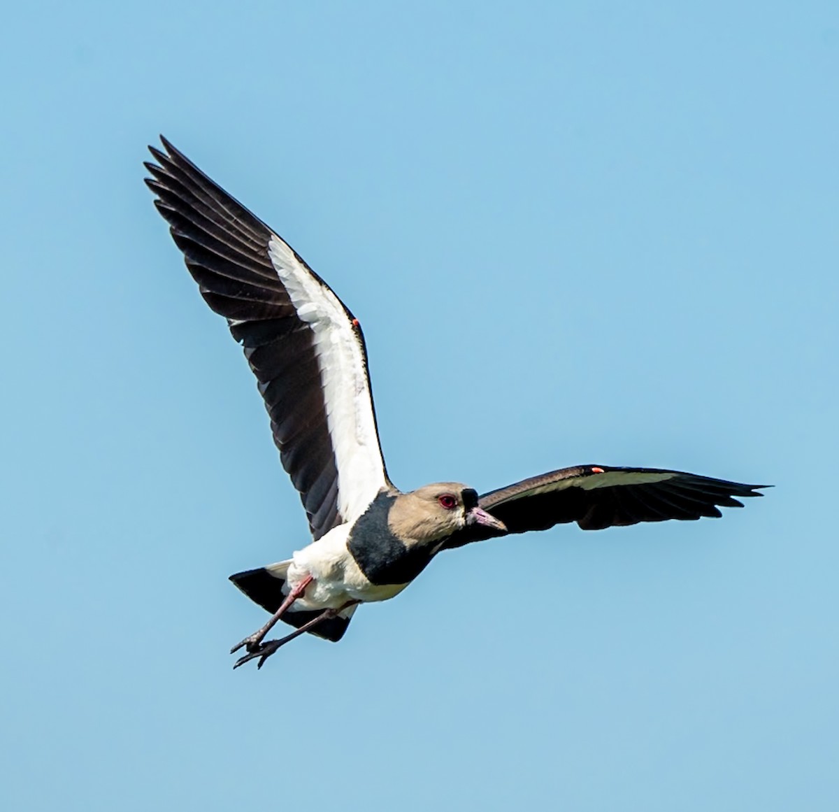 Southern Lapwing - ML619278694