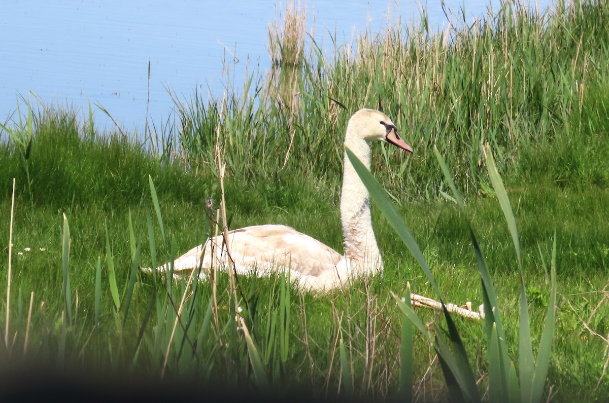 Mute Swan - Michael Bowen