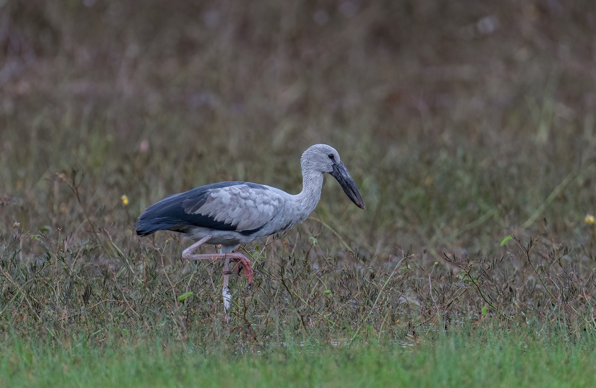 Asian Openbill - Chien N Lee