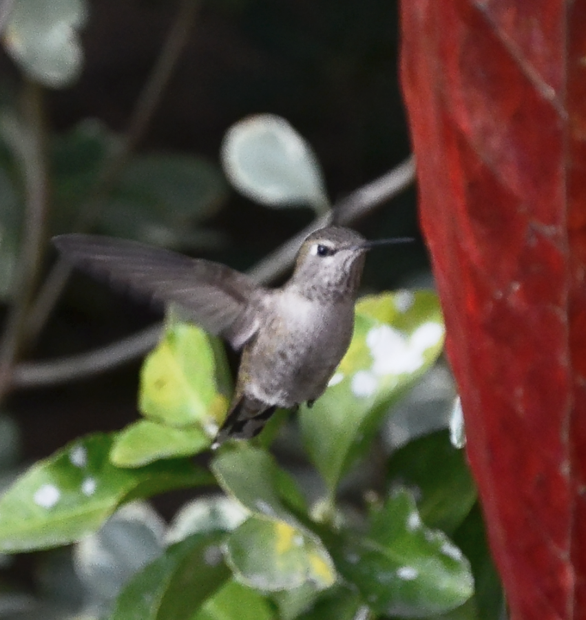 Anna's Hummingbird - ML619278707