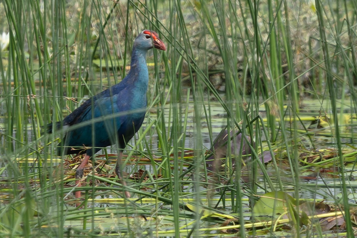 Gray-headed Swamphen - ML619278712