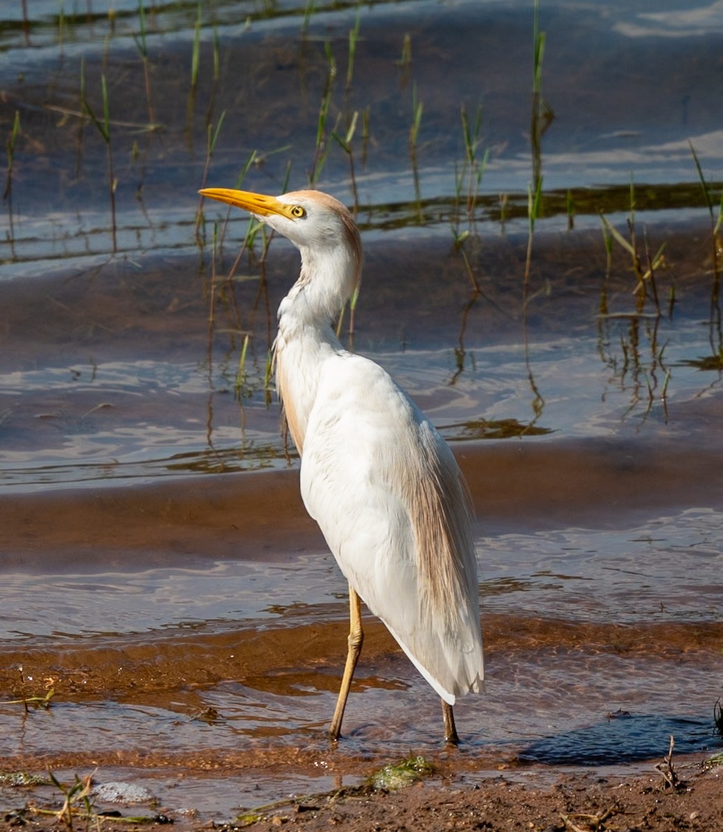 Western Cattle Egret - ML619278713