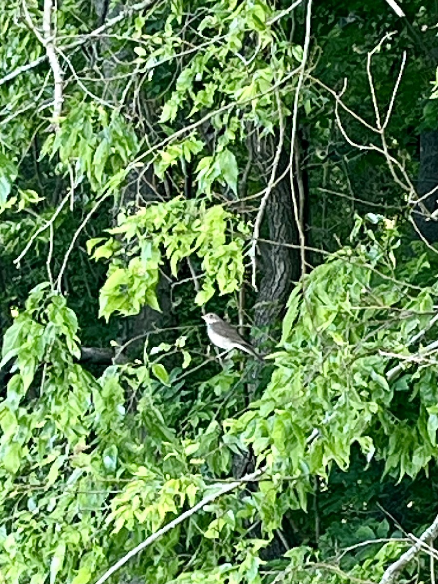 Gray-cheeked Thrush - Karen Grove