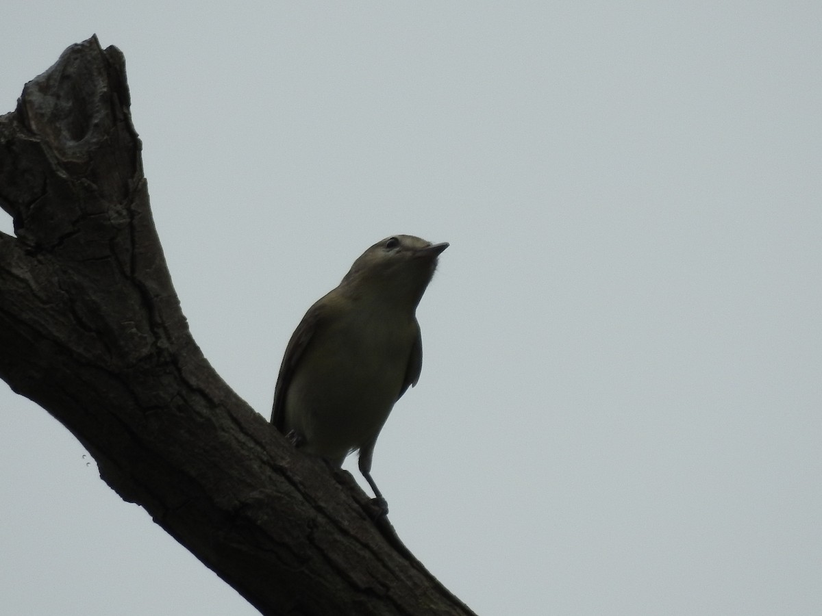 Warbling Vireo - Isaiah Craft