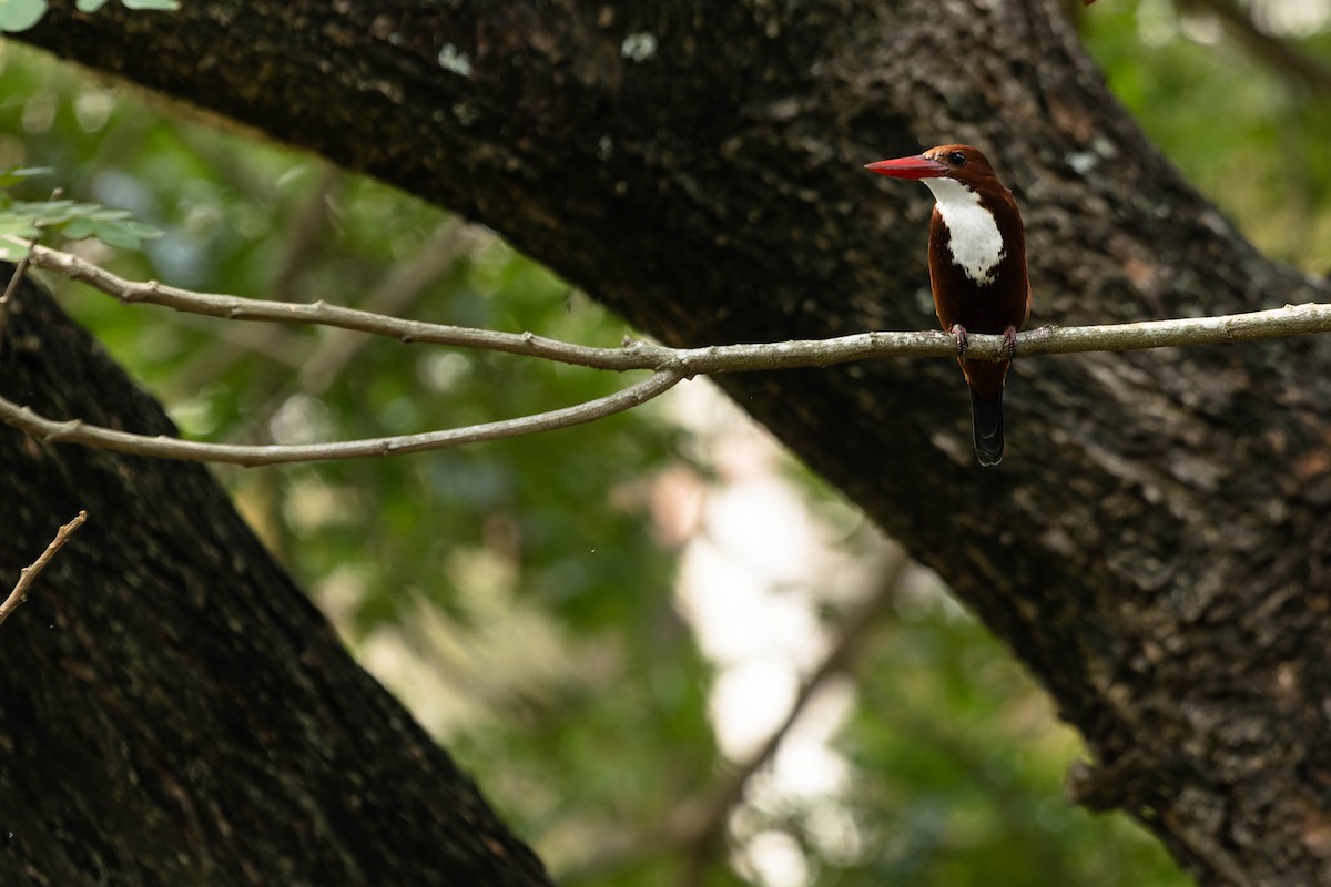 White-throated Kingfisher - Zebedee Muller