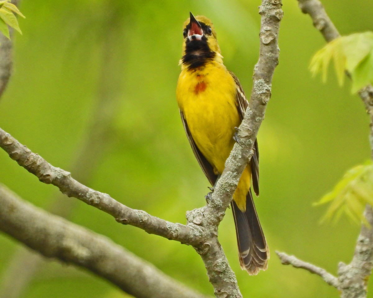 Orchard Oriole - Aubrey Merrill