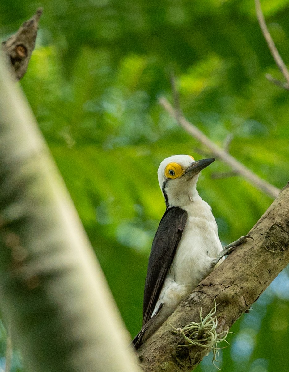 White Woodpecker - Marcus Müller