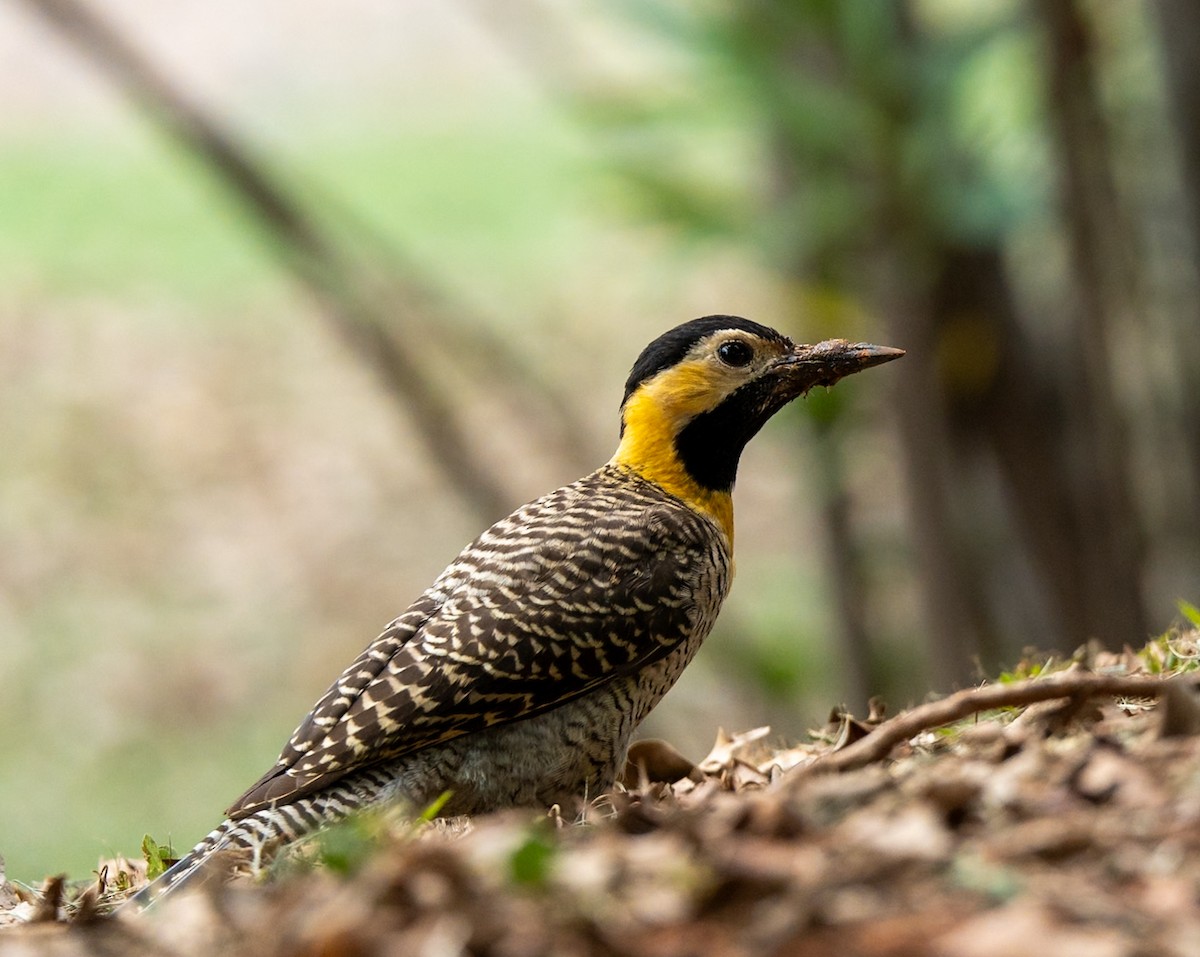 Campo Flicker - Marcus Müller