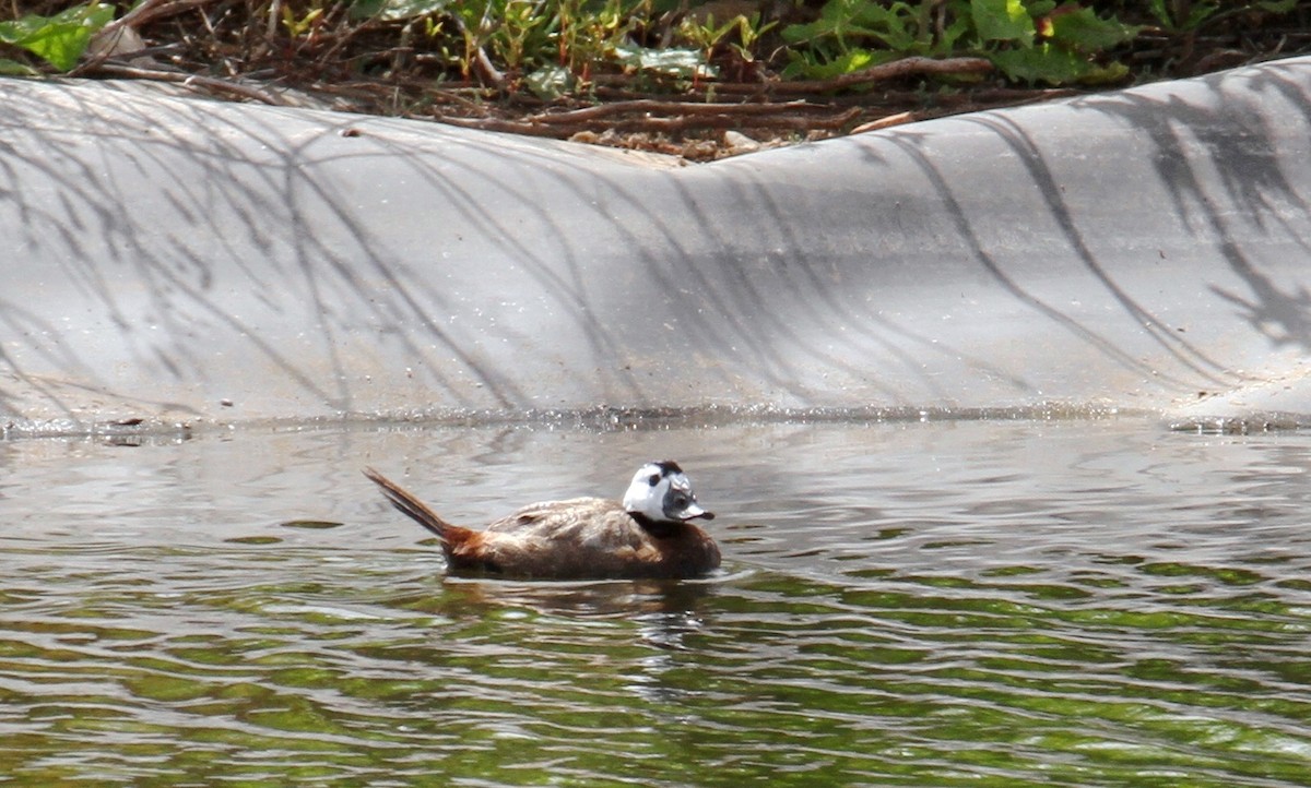 White-headed Duck - yuda siliki