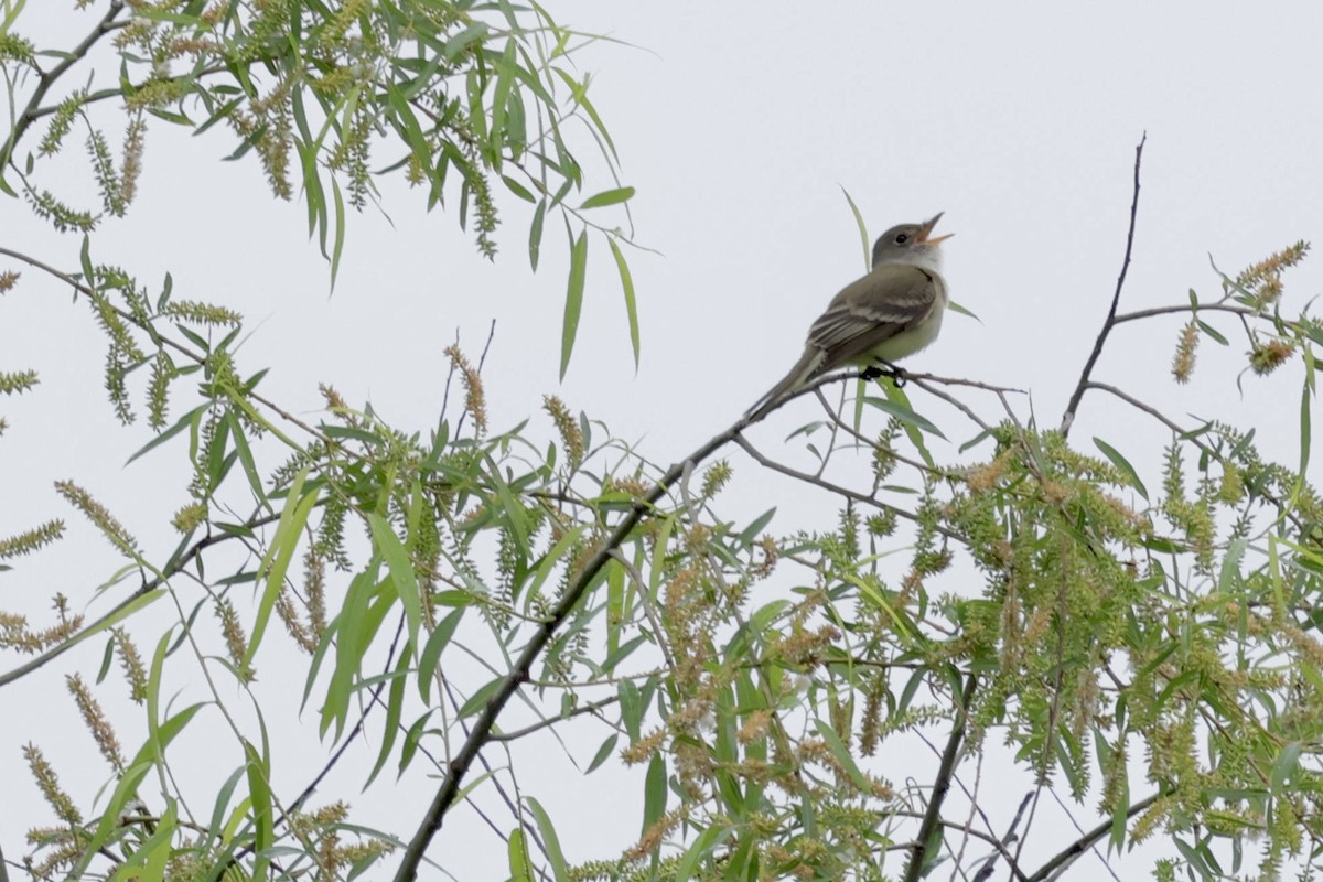 Willow Flycatcher - Amy Nash