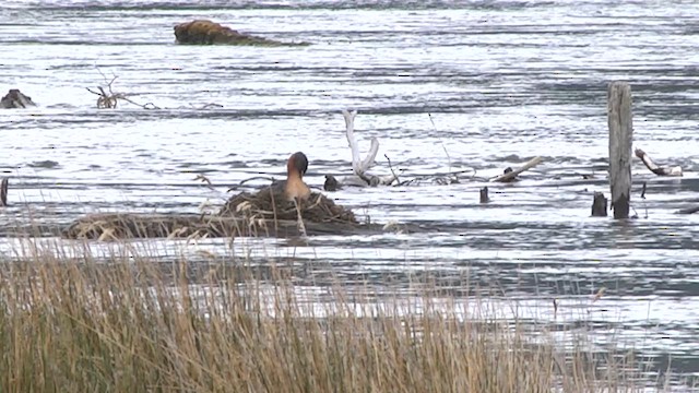 Great Grebe - ML619278738