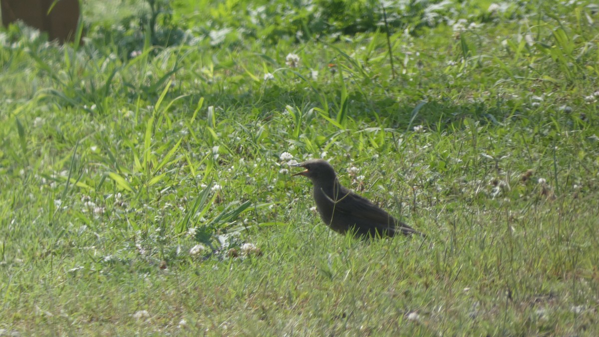 European Starling - Lynn Hollerman