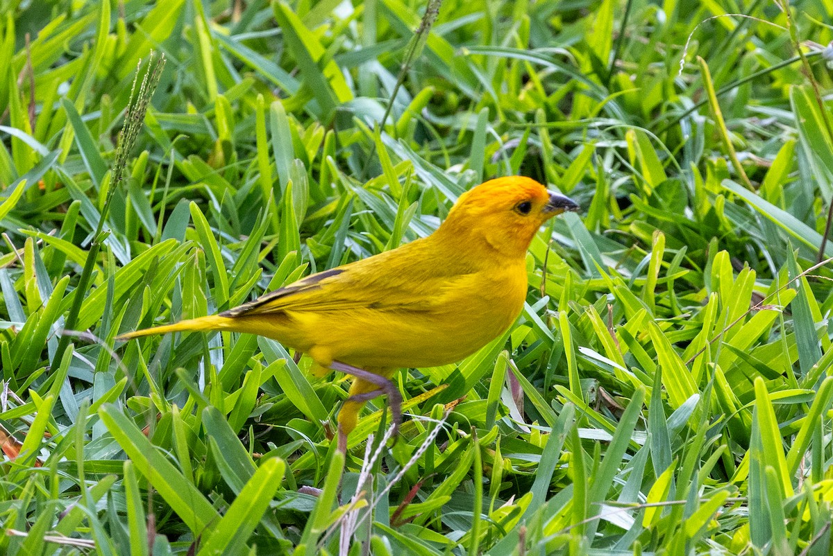 Saffron Finch - ML619278753