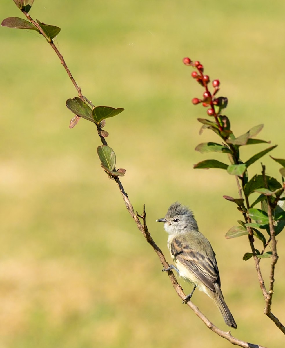 Southern Beardless-Tyrannulet - Marcus Müller