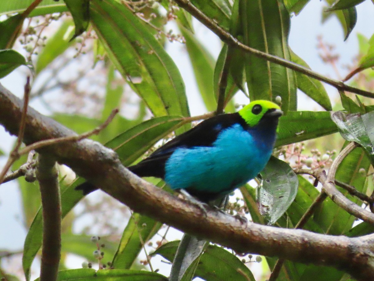 Paradise Tanager - ML619278768