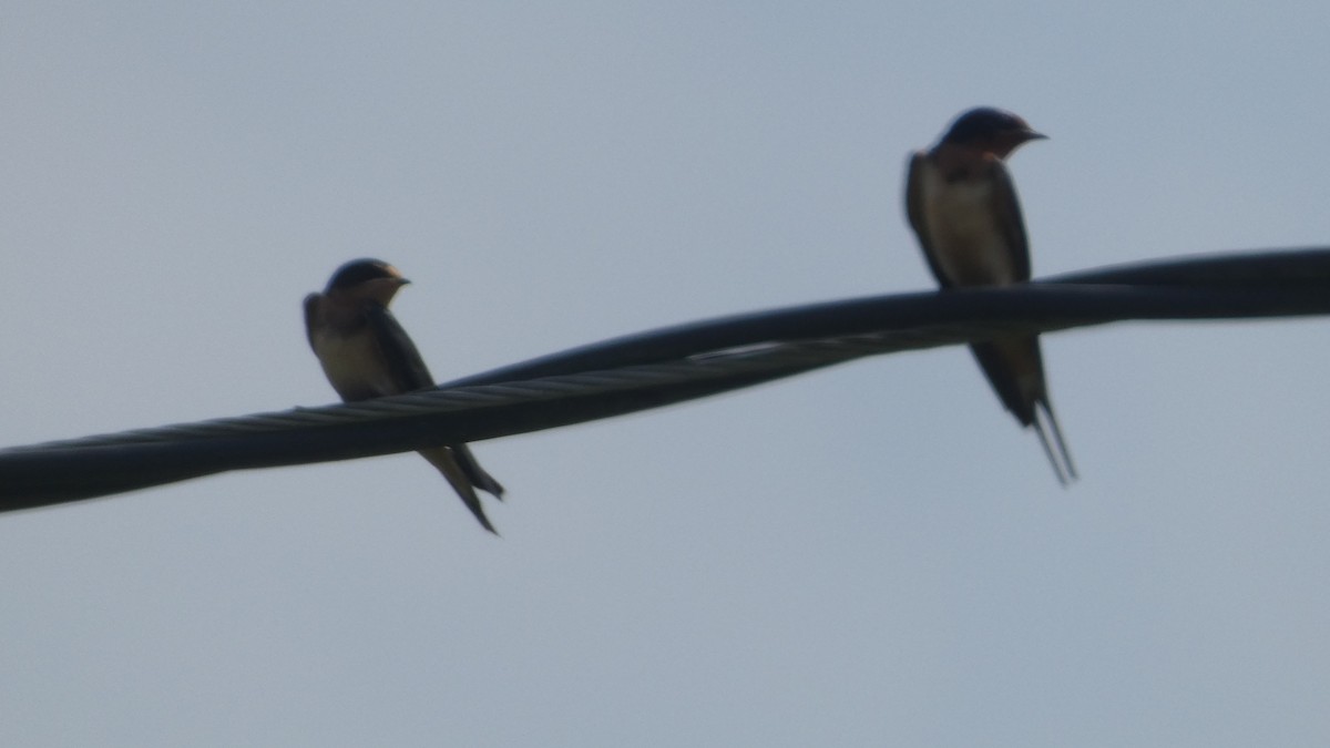 Barn Swallow - ML619278781