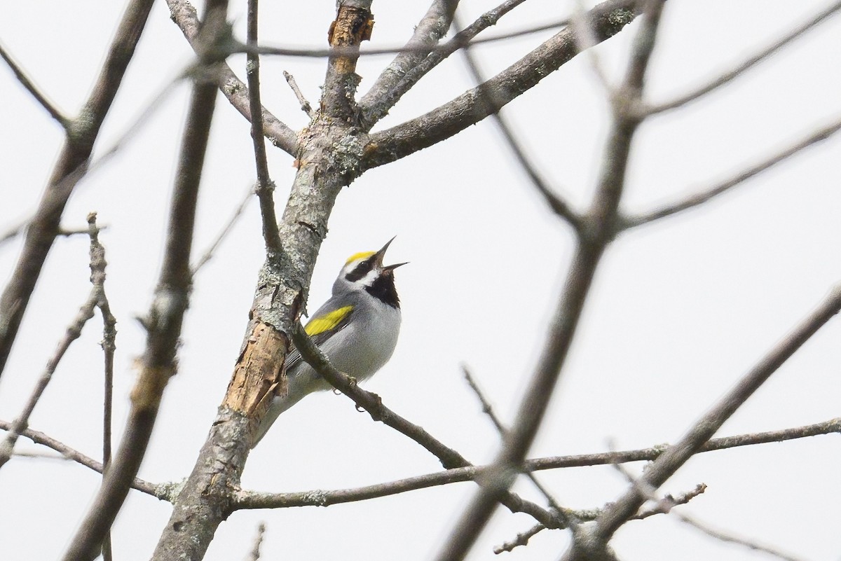 Golden-winged Warbler - Peter Hawrylyshyn