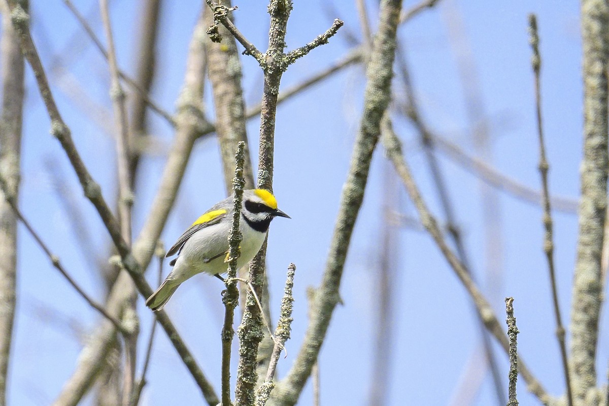 Golden-winged Warbler - Peter Hawrylyshyn