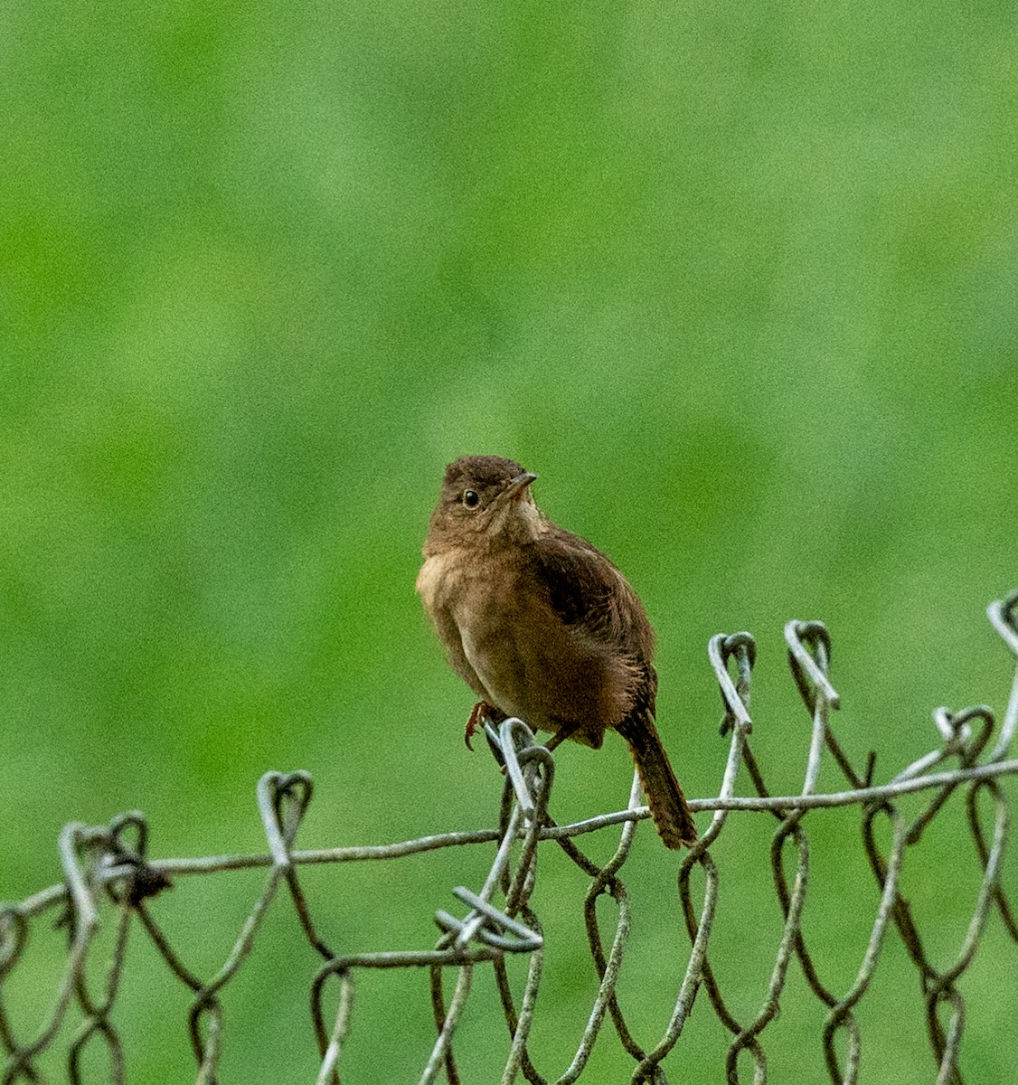 House Wren - Marcus Müller