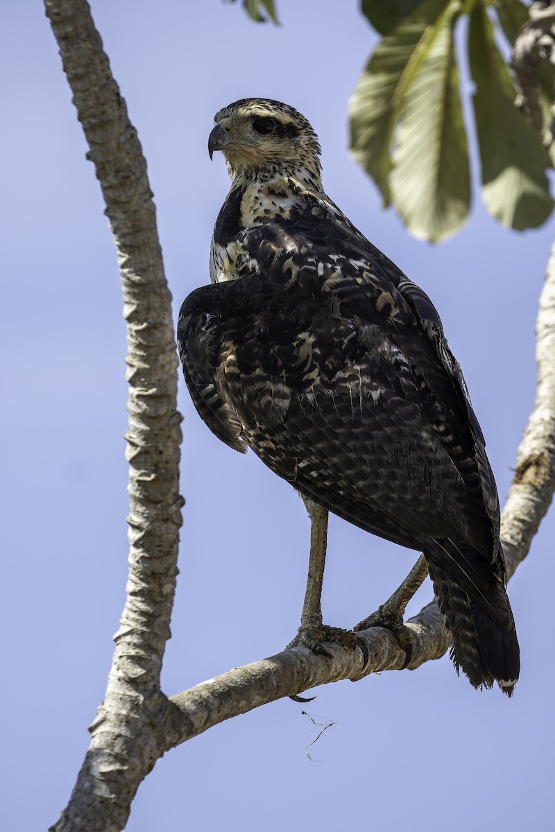 Great Black Hawk - Léo Veyrunes