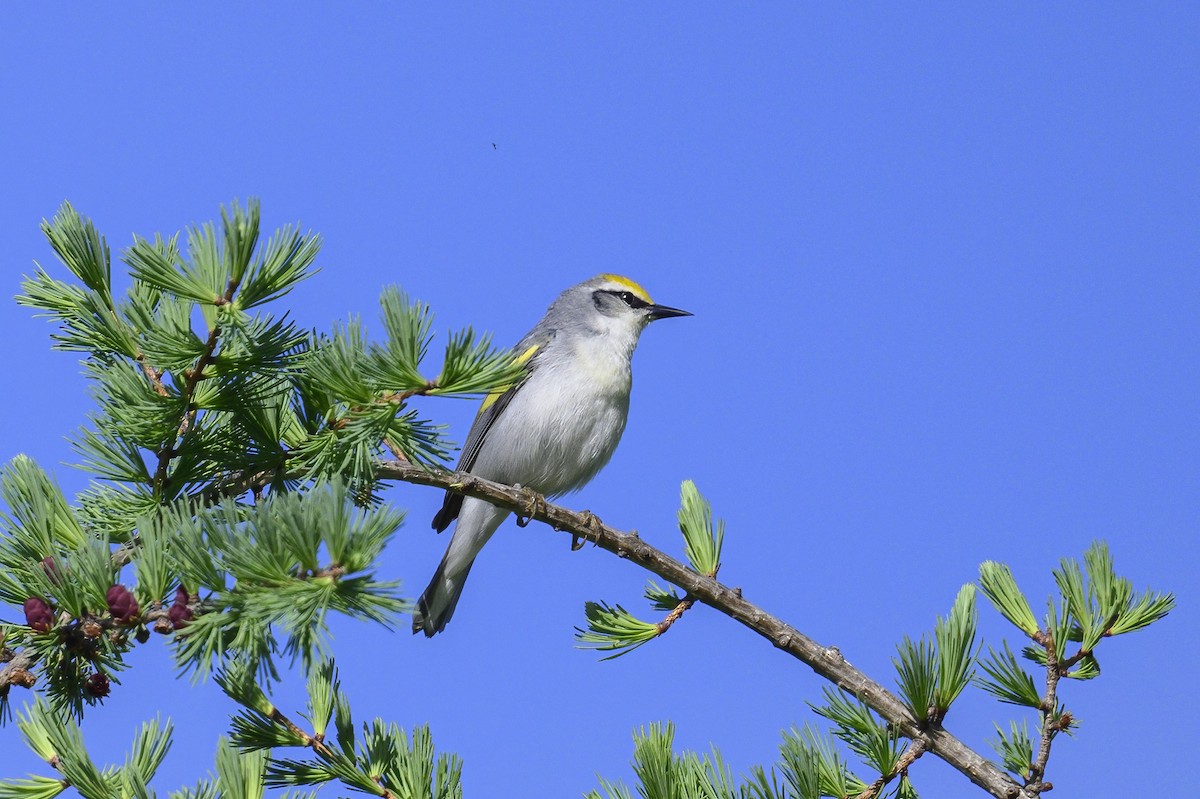 Brewster's Warbler (hybrid) - Peter Hawrylyshyn