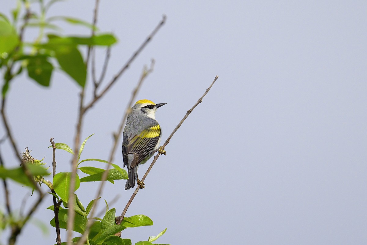 Brewster's Warbler (hybrid) - Peter Hawrylyshyn