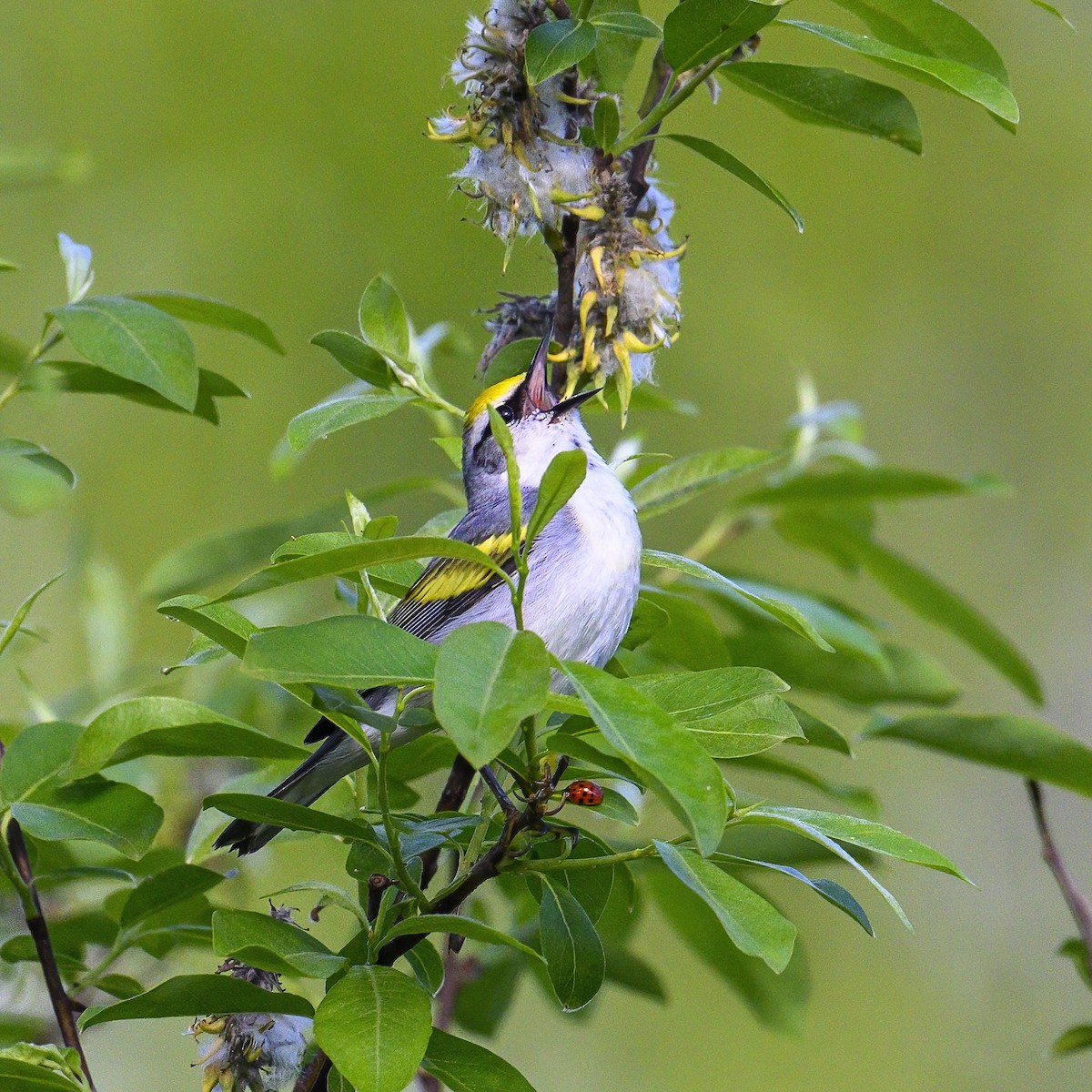 Brewster's Warbler (hybrid) - Peter Hawrylyshyn