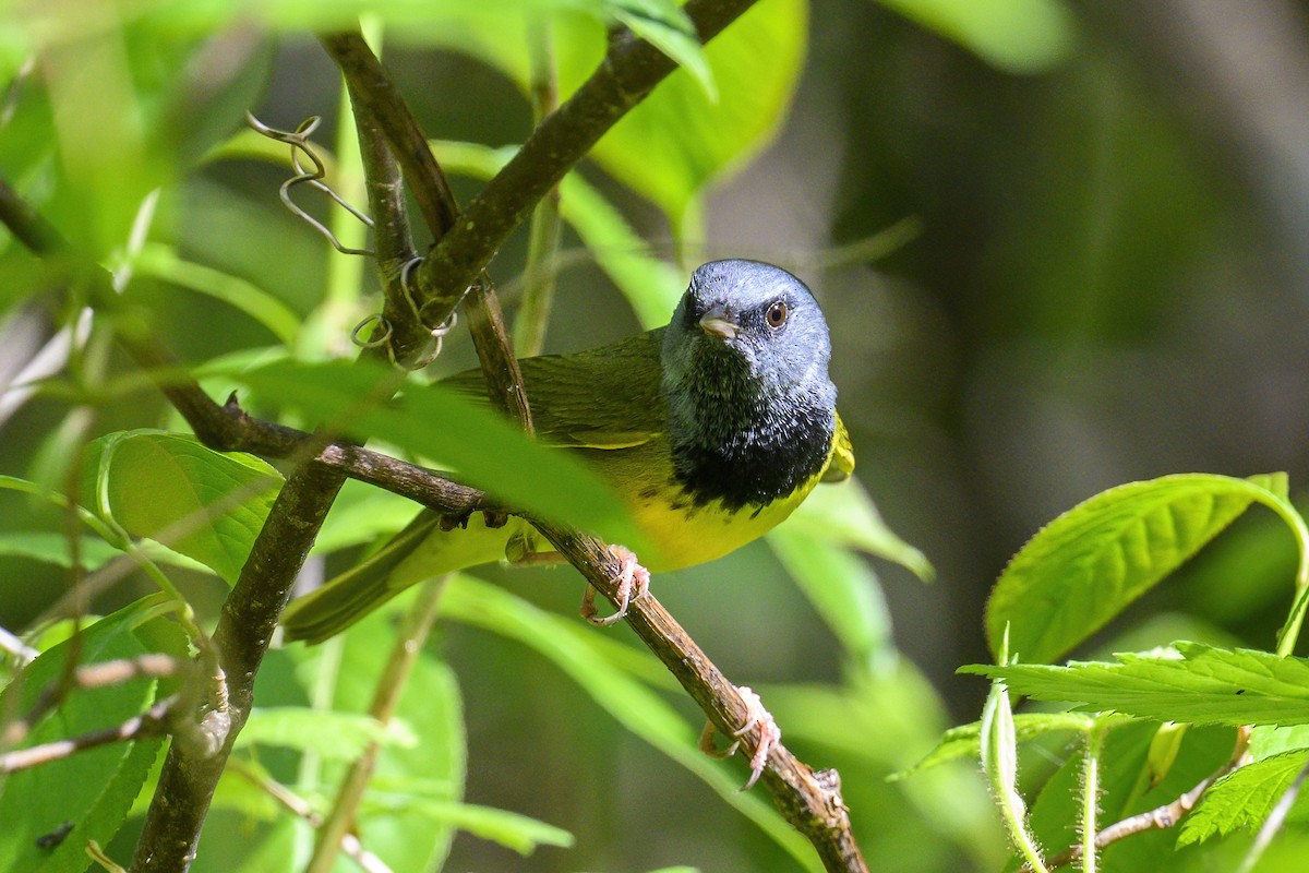 Mourning Warbler - Peter Hawrylyshyn