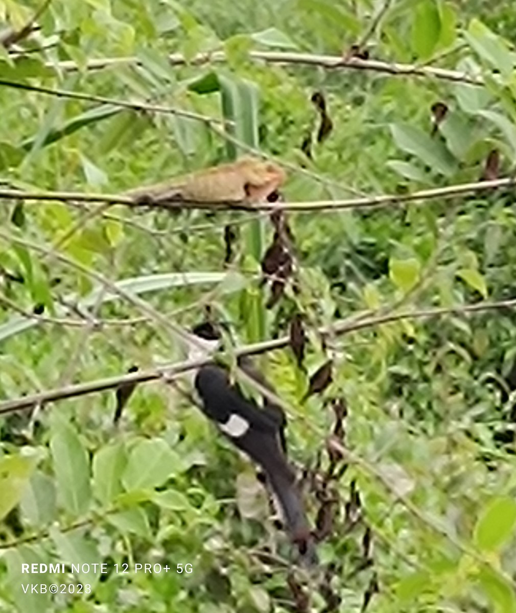 Pied Cuckoo - Balagopal VK