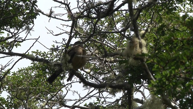 Merle austral (magellanicus/pembertoni) - ML619278829