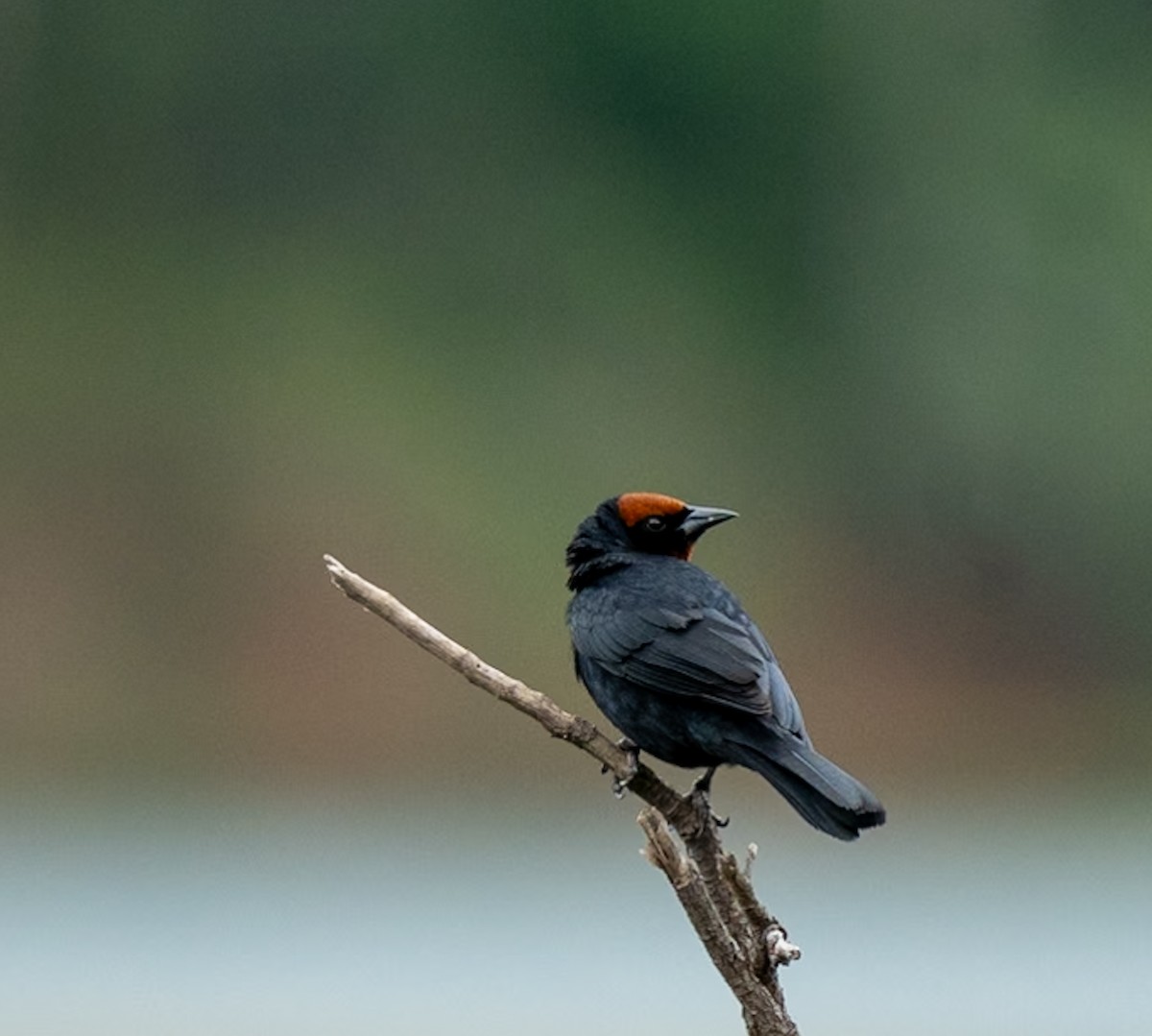 Chestnut-capped Blackbird - ML619278830