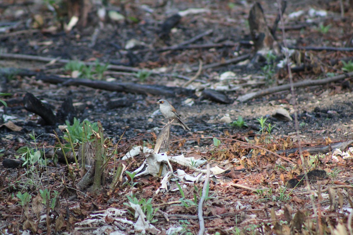 Yellow-eyed Junco - ML619278832