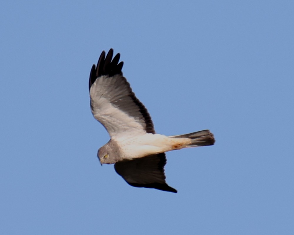 Northern Harrier - Linda Dalton