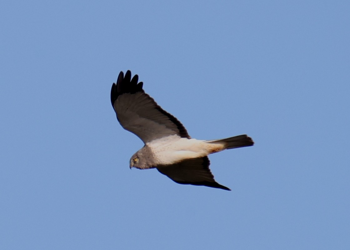 Northern Harrier - Linda Dalton