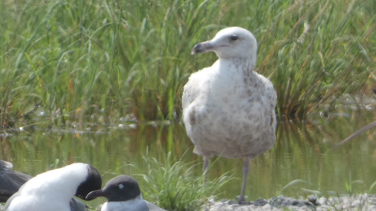 American Herring Gull - ML619278841