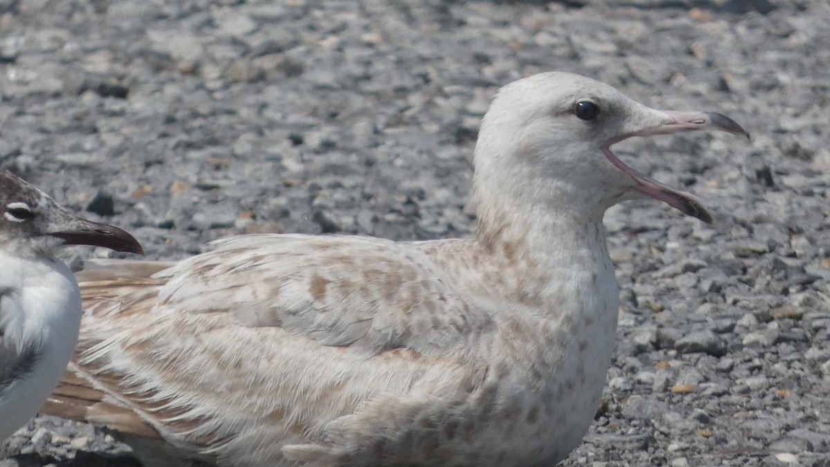 American Herring Gull - ML619278842