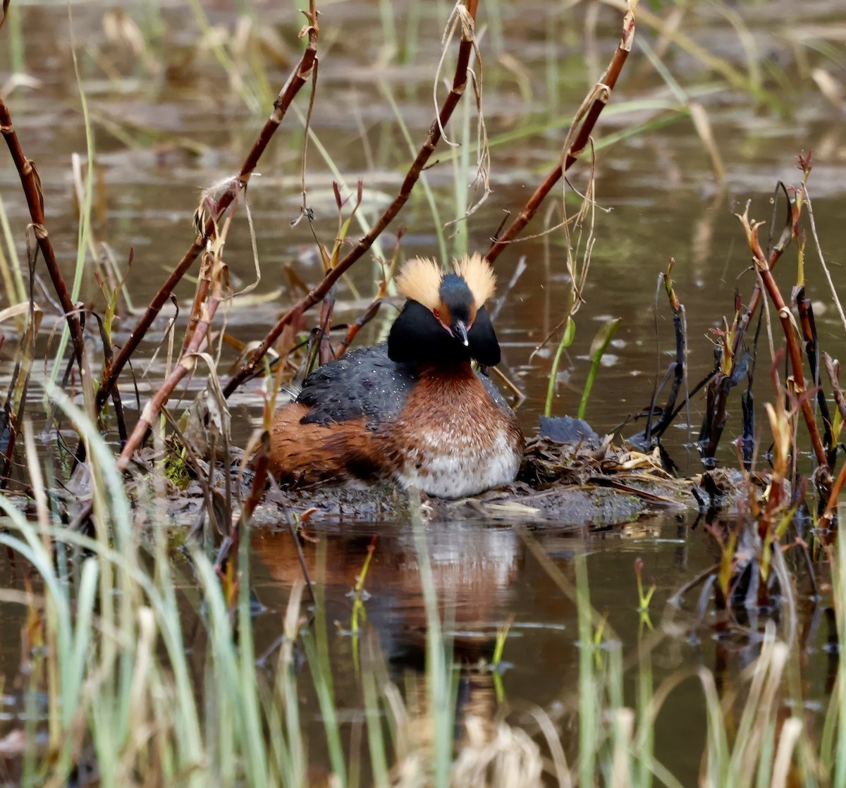 Horned Grebe - Jan Hansen