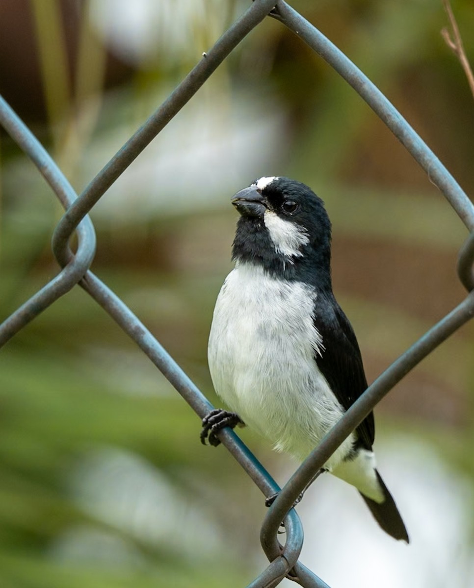 Lined Seedeater - Marcus Müller