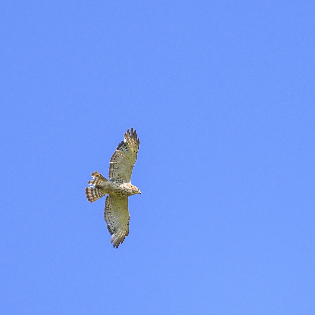 Red-shouldered Hawk (lineatus Group) - ML619278845