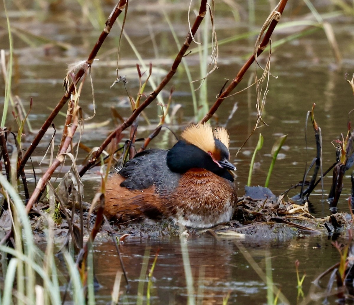 Horned Grebe - Jan Hansen