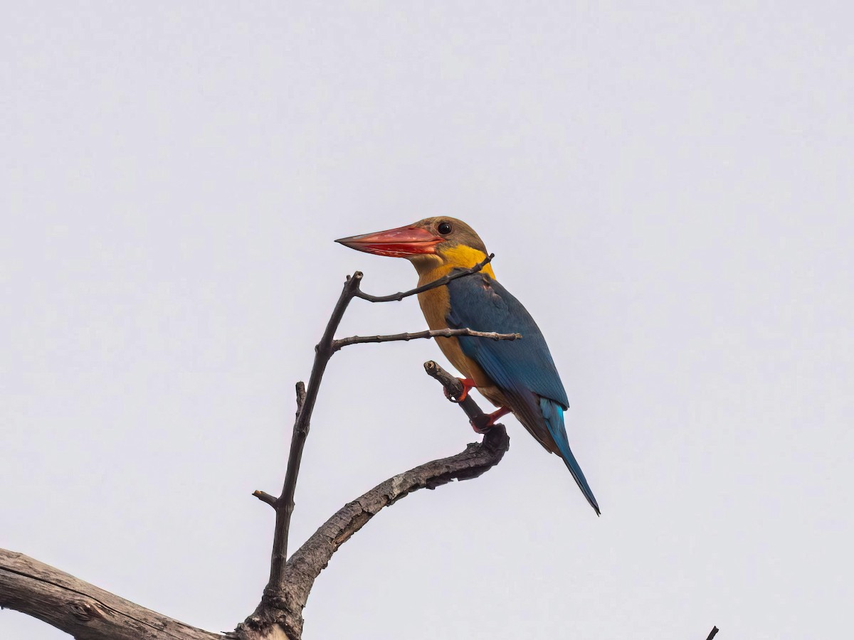 Stork-billed Kingfisher - ML619278854