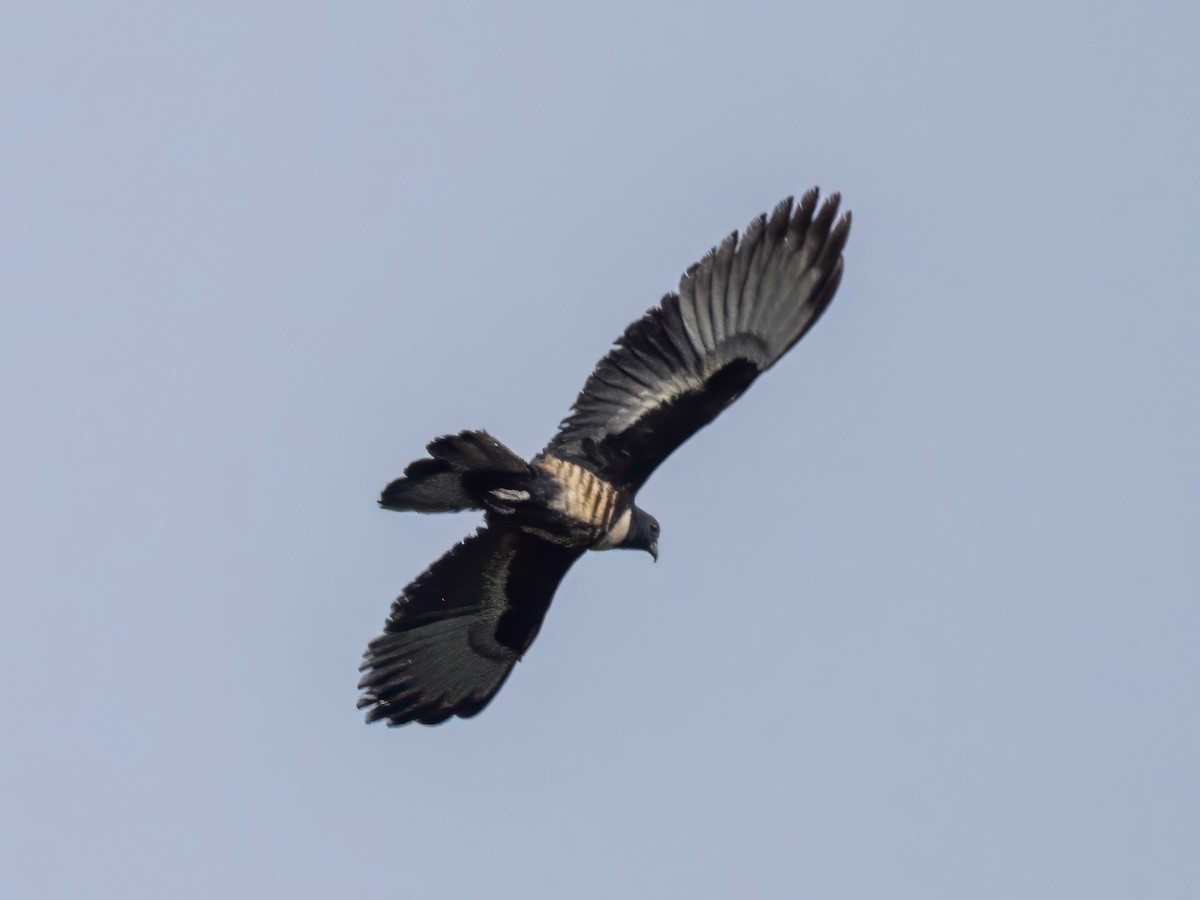 Black Baza - ML619278861