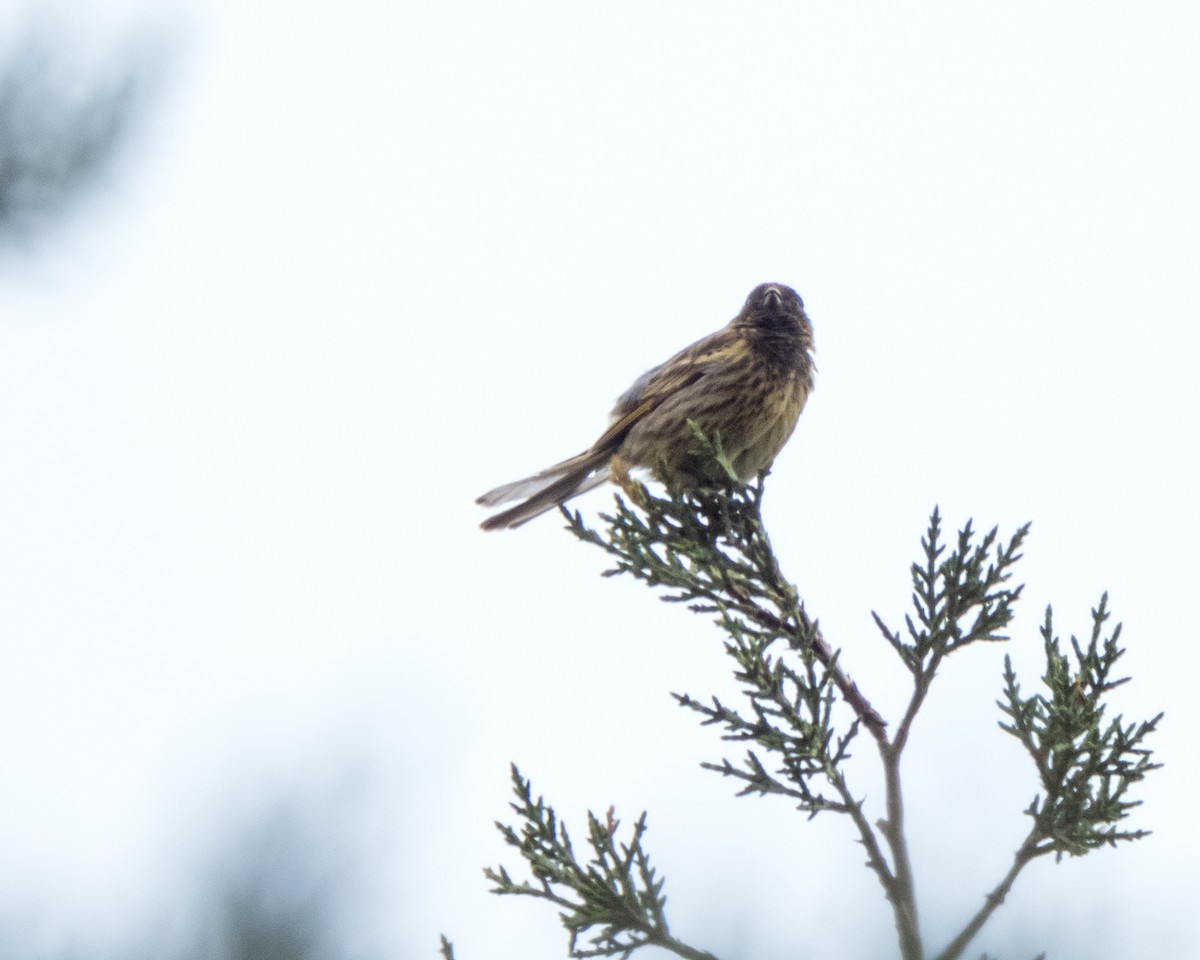 Fire-fronted Serin - Shahrzad Fattahi