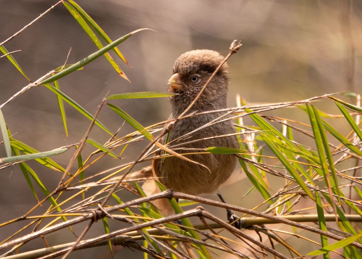 Brown Parrotbill - Garima Bhatia