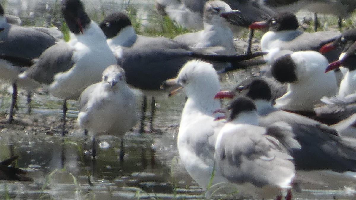 Ring-billed Gull - ML619278871