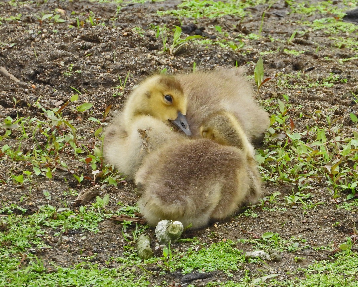 Canada Goose - Aubrey Merrill