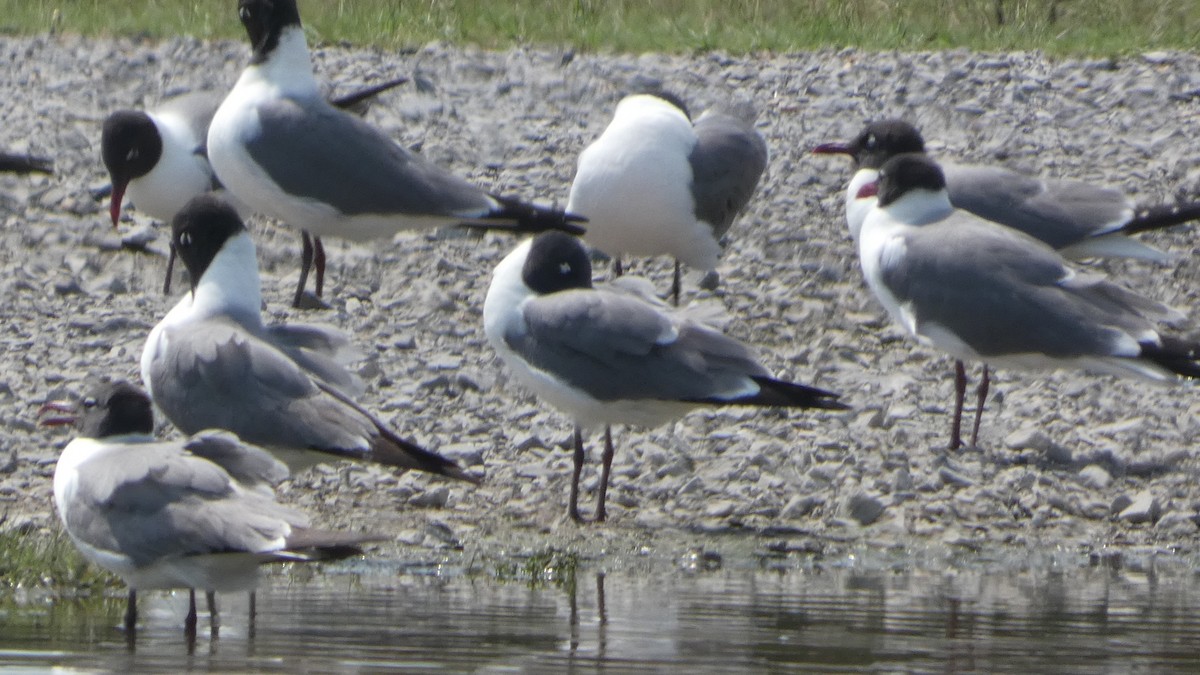 Laughing Gull - ML619278887