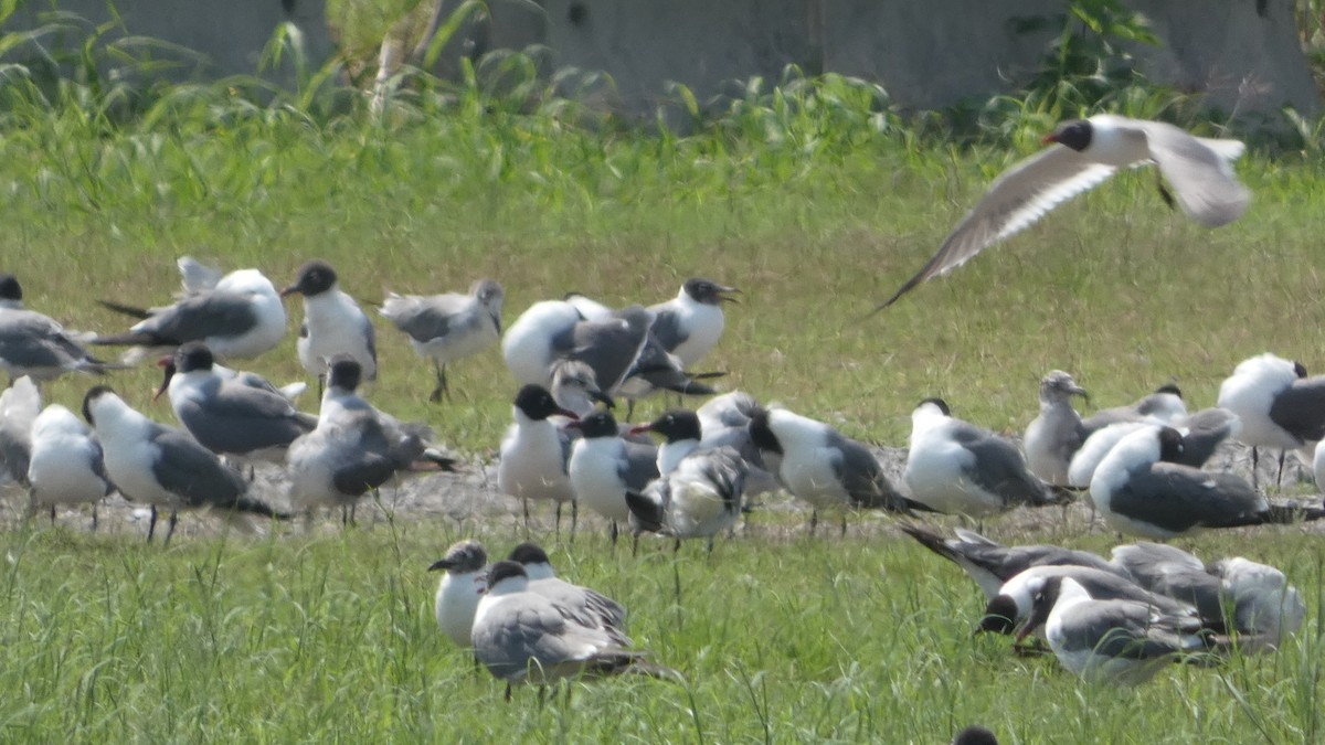 Laughing Gull - ML619278888