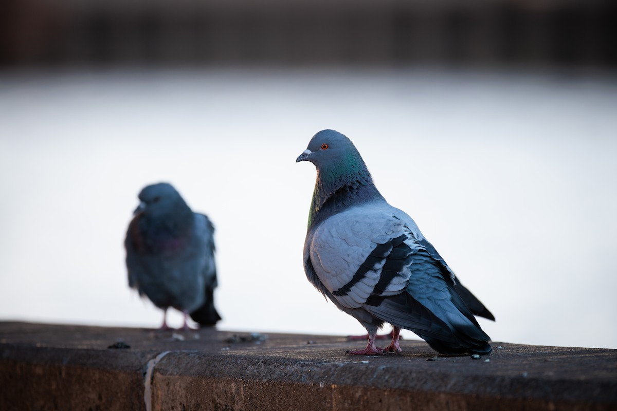 Rock Pigeon (Feral Pigeon) - ML619278897